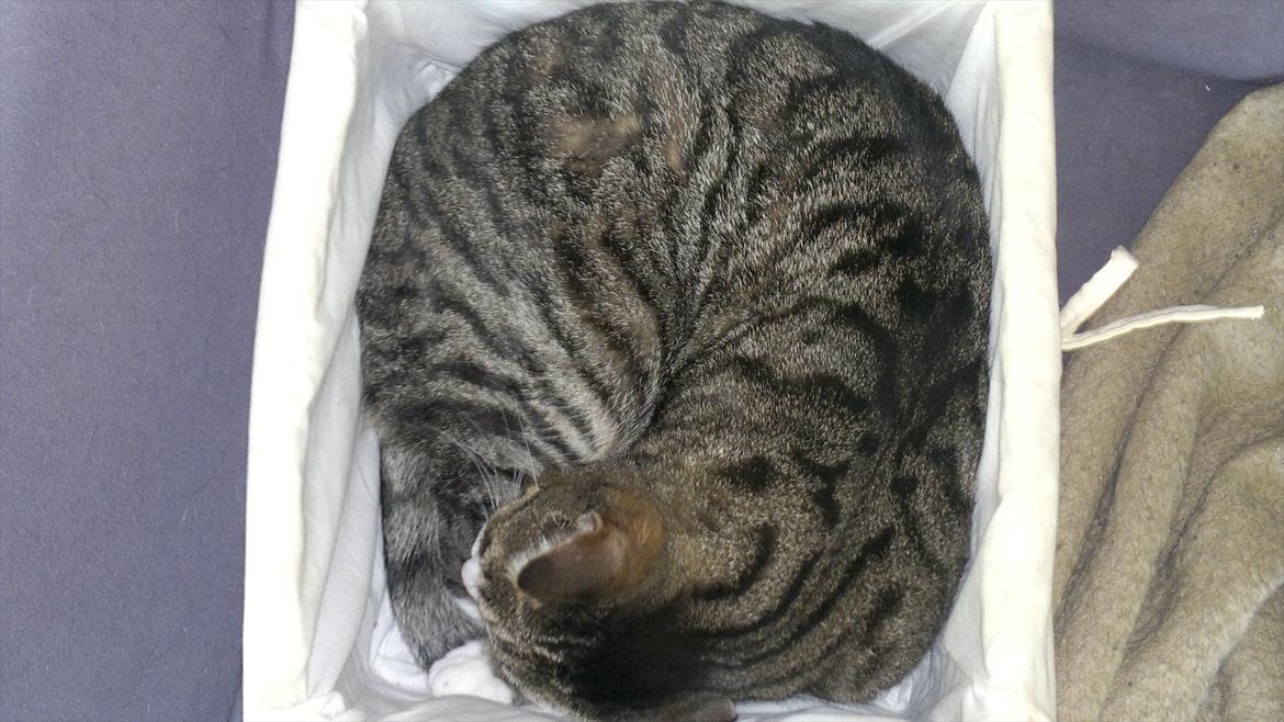Huskat Oliver - Utroligt som han kan ligge de underligste steder hvor man ikke mener der skulle være plads til ham :) billede 14