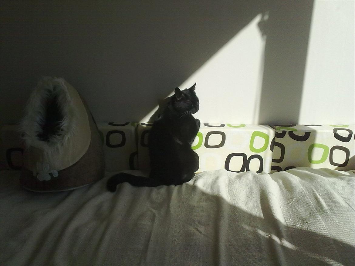 Huskat Batman - Skal altid finde en solstråle :) billede 10