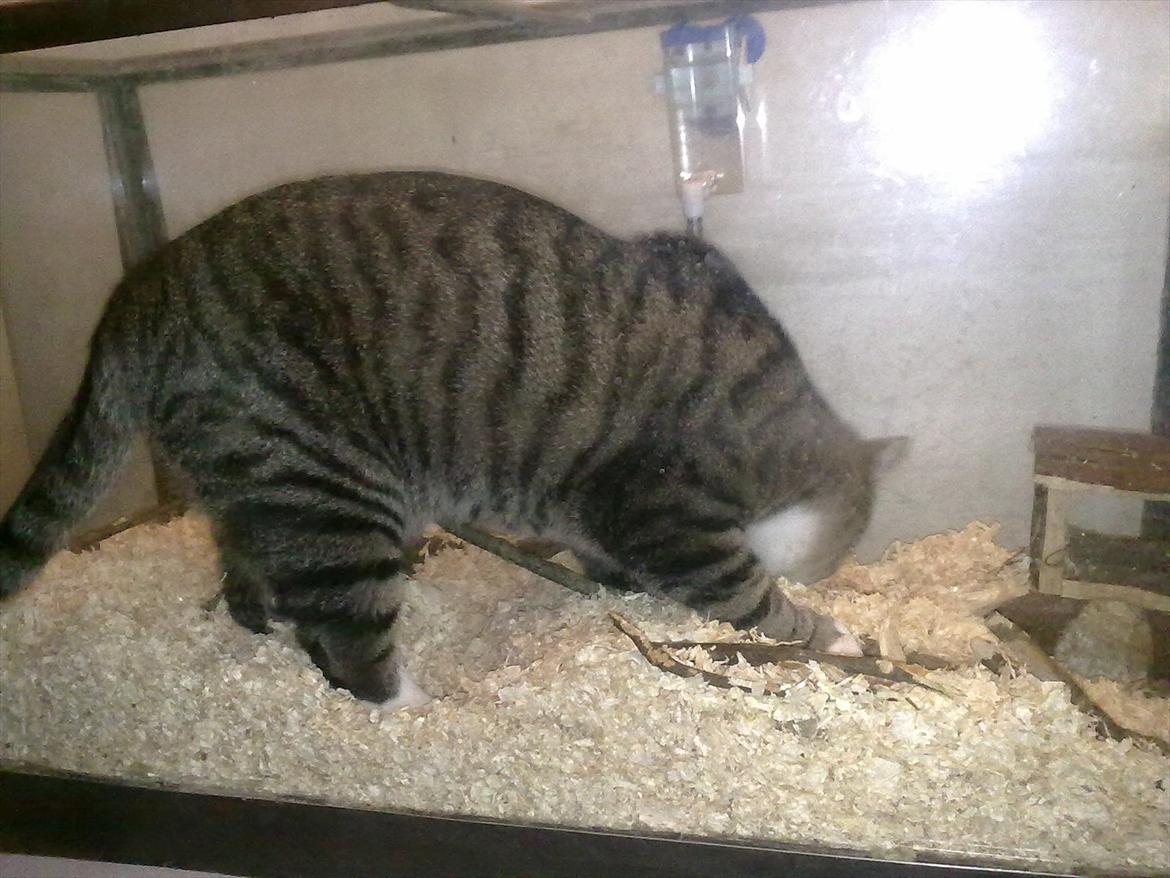 Huskat Oliver - Holder IKKE kat i akvarium..Hihi Men han synes det er spændende at gå på opdagelse når rotterne ikke er i buret :) billede 11