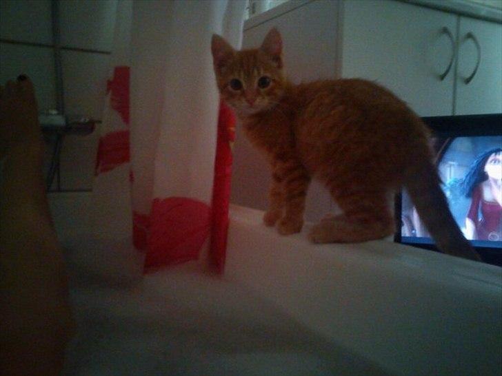 Huskat Mowgli - Mowgli ikke ret mange uger gammel. Elsker at følge med når man er i bad billede 1