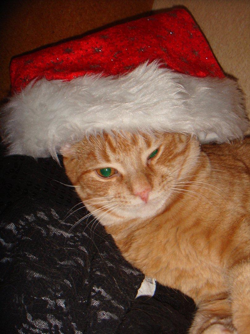 Huskat Mowgli - Mowgli julen 2011 billede 2