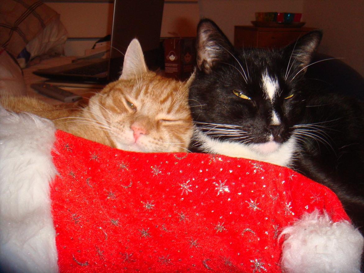 Huskat Mowgli - Mowgli med hans storebror Balou. julen 2011 billede 3