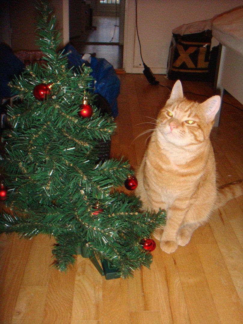 Huskat Mowgli - Mowgli julen 2011, med ham og hans storebros juletræ! billede 4