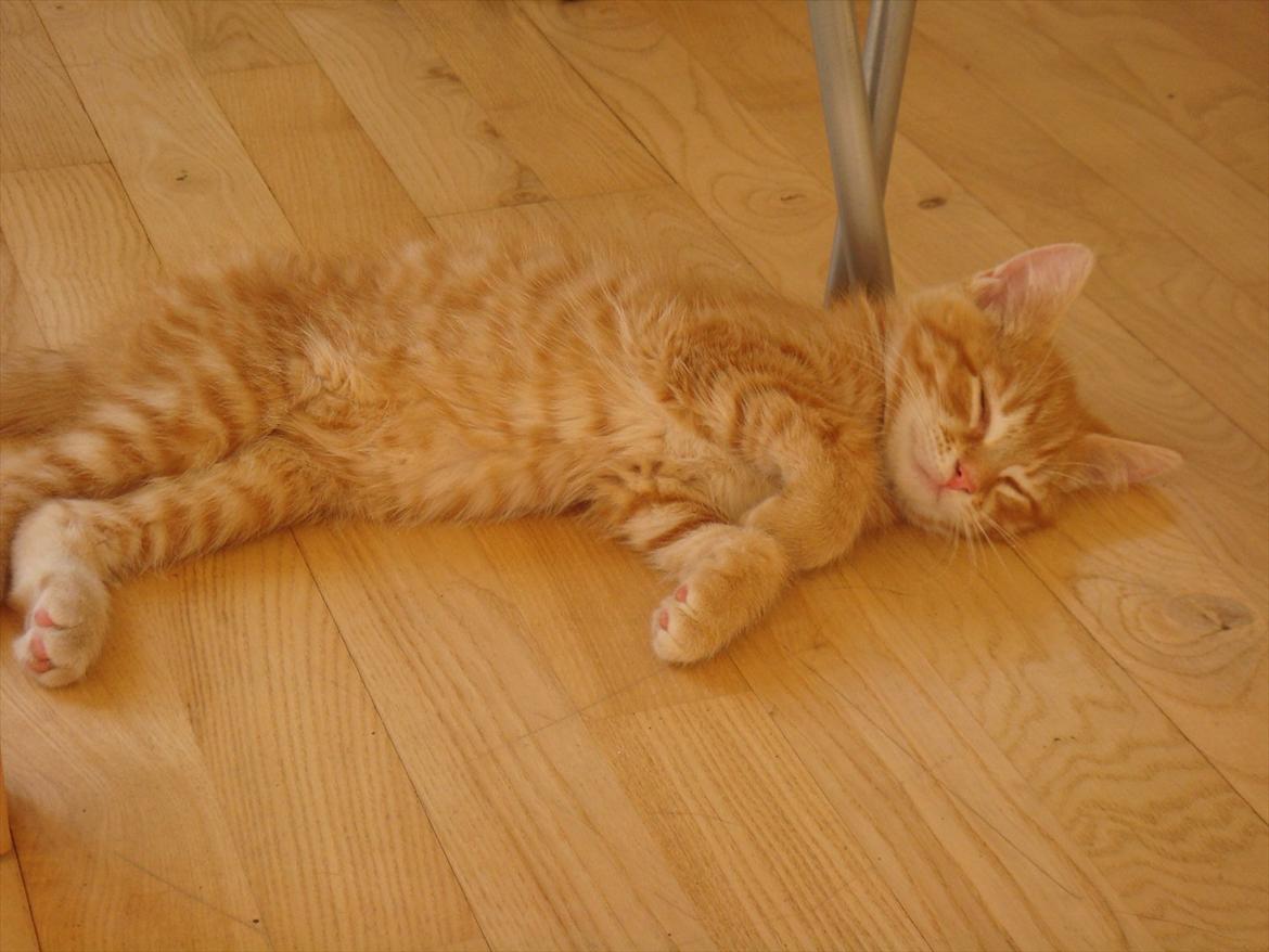 Huskat Mowgli - Lige da jeg fik Mowgli 10 uger gammel. billede 5