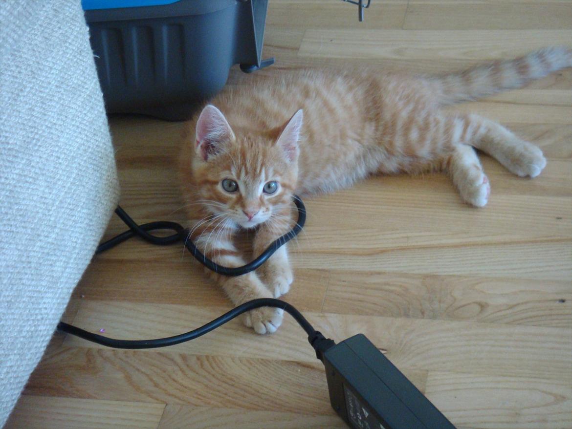 Huskat Mowgli - Mowgli "bundet" fast til min ledning. billede 6