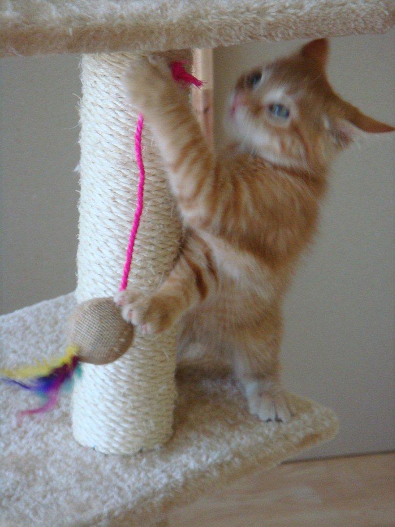 Huskat Mowgli - Lille Legesyge Mowgli billede 7