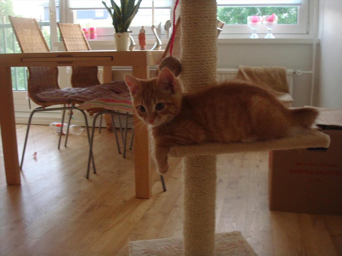 Huskat Mowgli billede 8