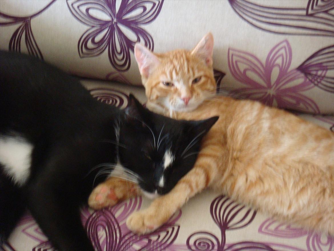 Huskat Mowgli - Mowgli med storebror Balou.. Hyggeligt..! billede 9