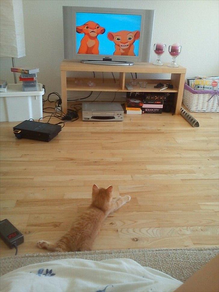 Huskat Mowgli - Mowgli ser tegne film :) billede 10