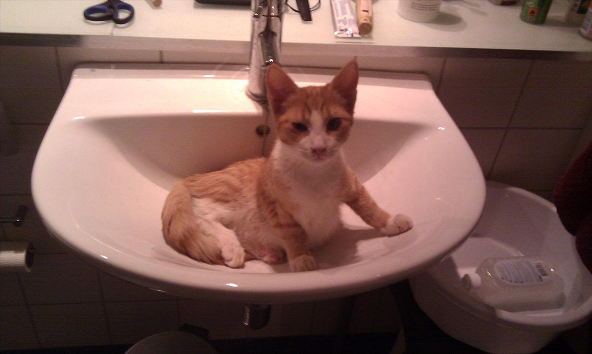 Blanding af racer Simba - Godmorgen Moar... billede 2