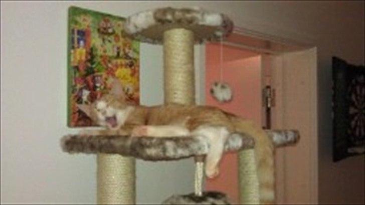 Blanding af racer Simba - Nej det er hårdt at slappe af på kradsetræet billede 4