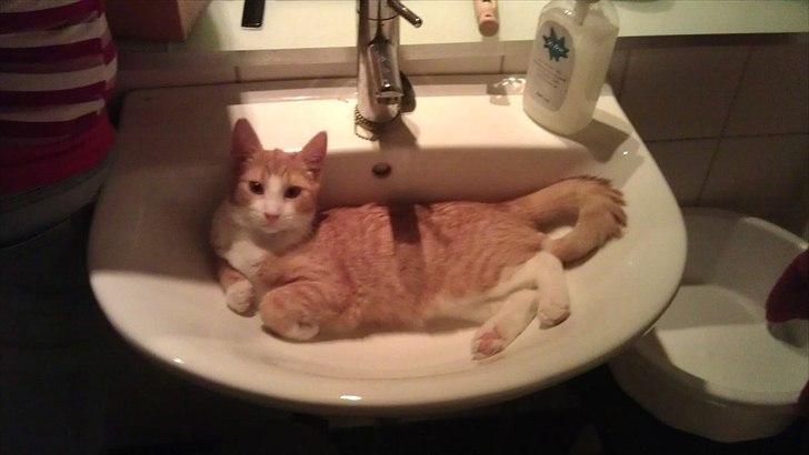 Blanding af racer Simba billede 6