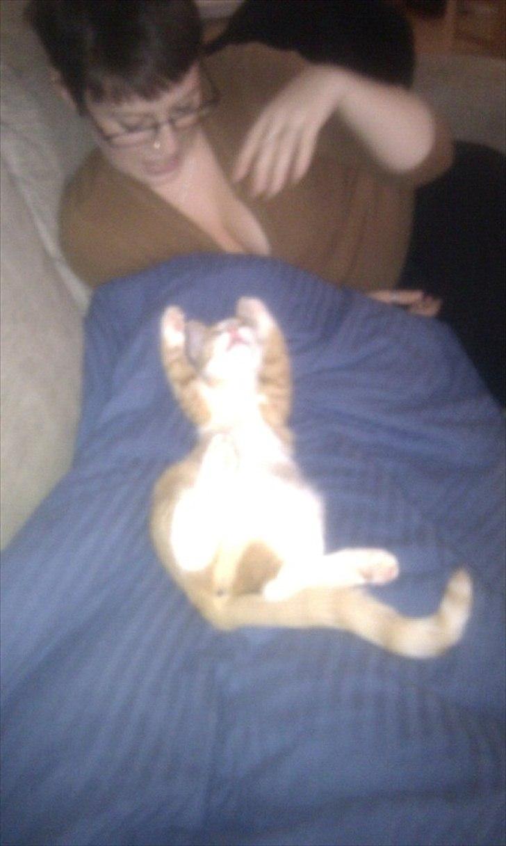 Blanding af racer Simba billede 10