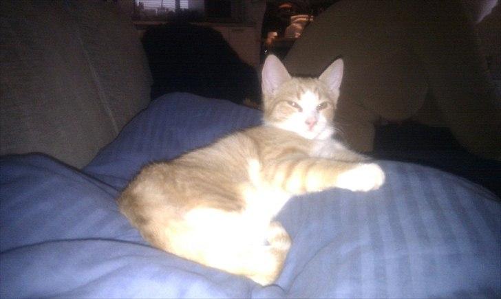 Blanding af racer Simba billede 11