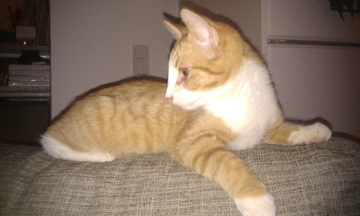 Blanding af racer Simba - Præmiemis. :-) billede 1