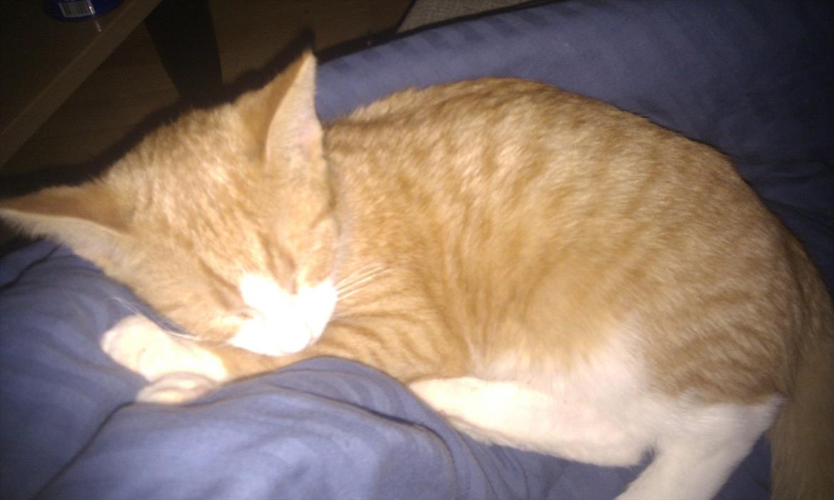 Blanding af racer Simba billede 12