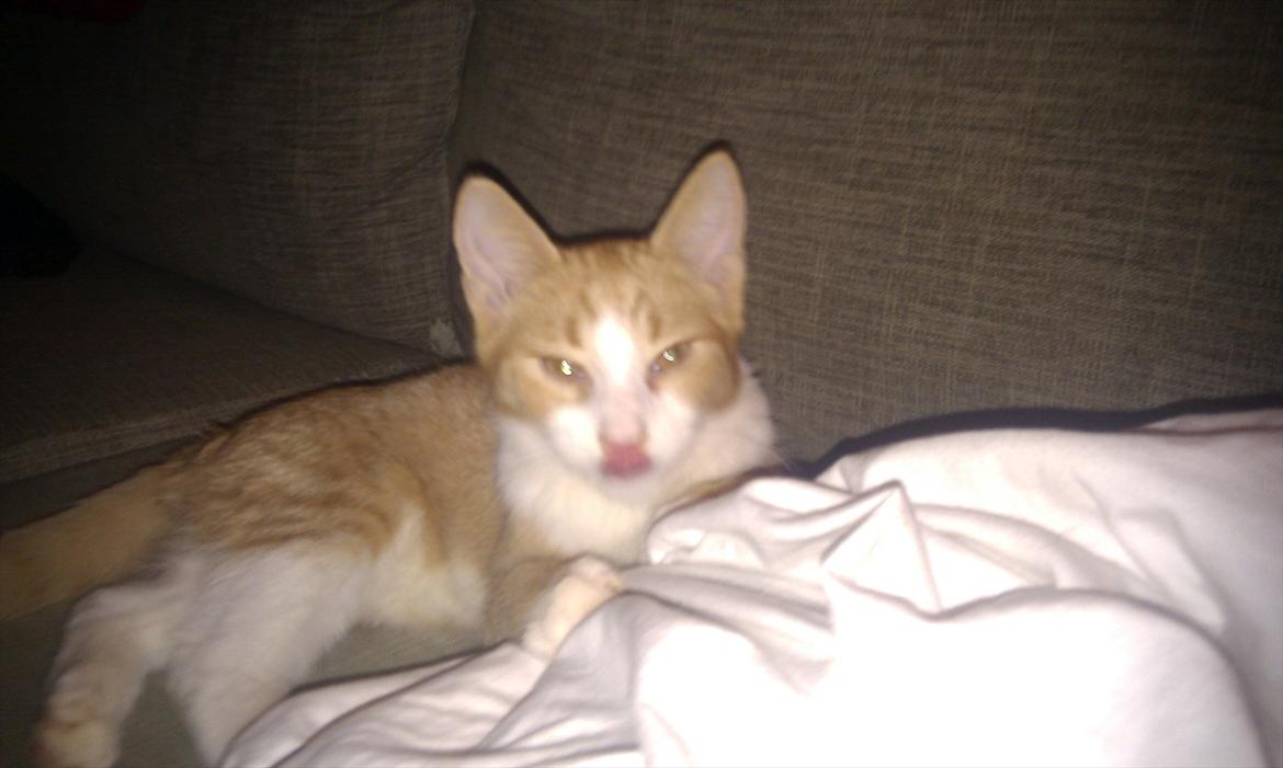 Blanding af racer Simba - Mums... godbidder er guf... billede 13