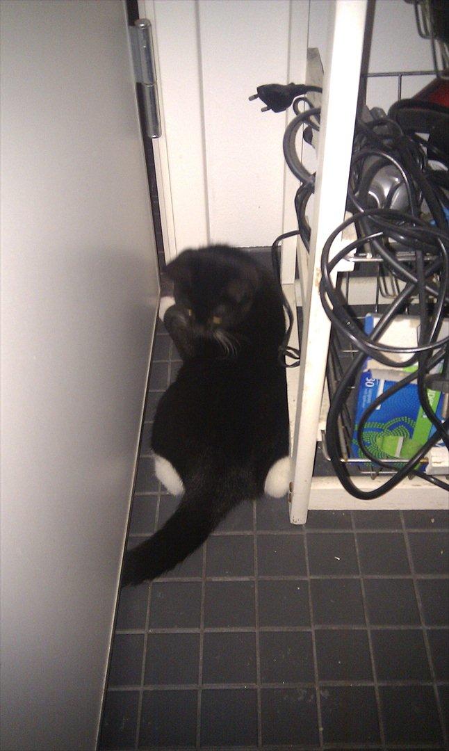 Blanding af racer Mille billede 8