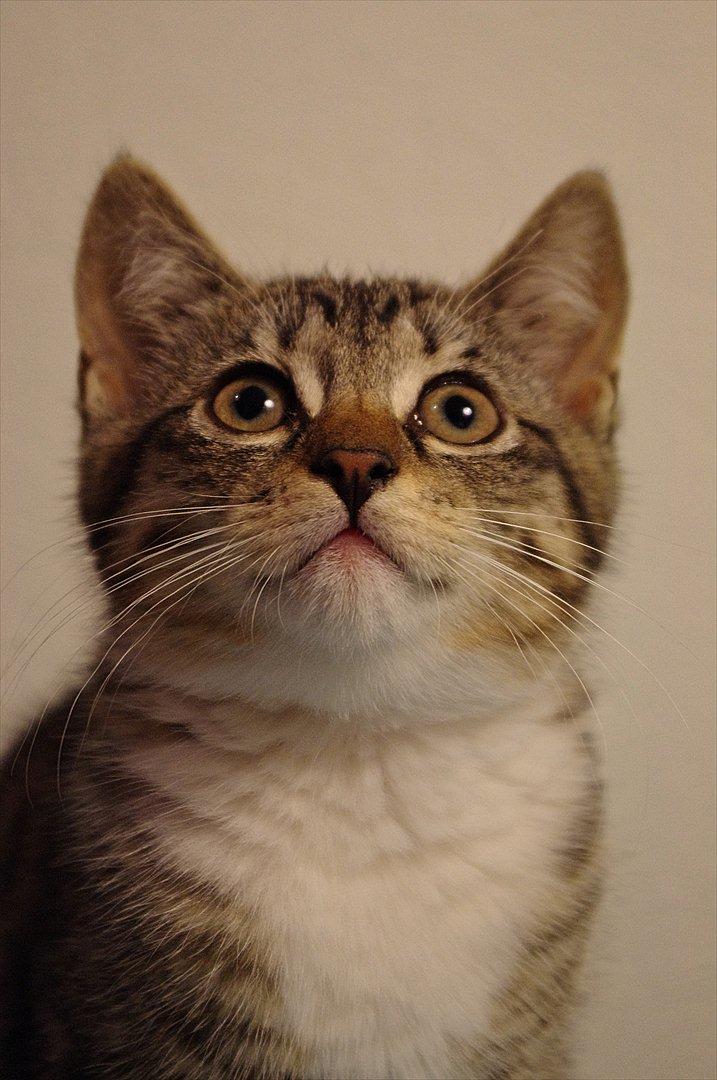 Blanding af racer Møllerhusets "Gråmis" *SOLGT* - Modellen Gråmis :-) billede 1