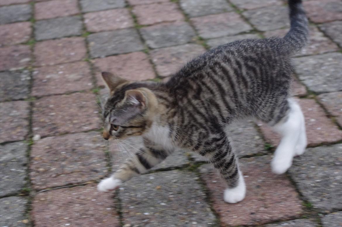 Blanding af racer Møllerhusets "Gråmis" *SOLGT* - Gråmis på udetur billede 2