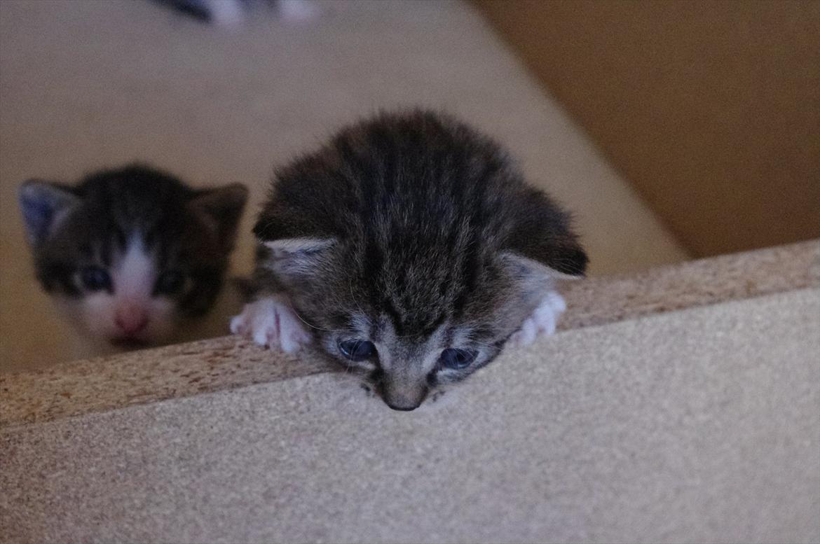 Blanding af racer Møllerhusets "Gråmis" *SOLGT* - Da Gråmis var lille, og endelig kunne nå at se over kanten på kassen billede 3