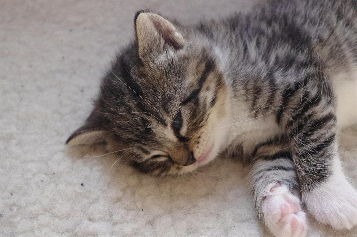 Blanding af racer Møllerhusets "Gråmis" *SOLGT* - Trætte Gråmis billede 5