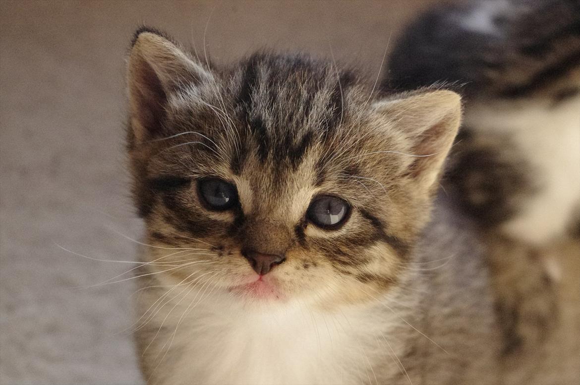 Blanding af racer Møllerhusets "Gråmis" *SOLGT* - Lille butkindede killing :D billede 6