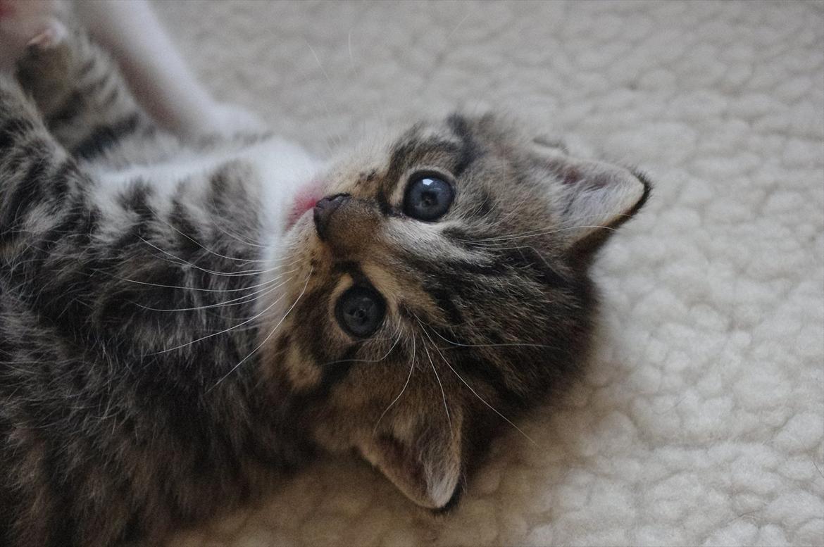 Blanding af racer Møllerhusets "Gråmis" *SOLGT* - Egentlig igang med en slåskamp, men så kom det spændende kamera jo ;) billede 7