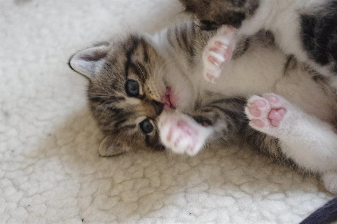 Blanding af racer Møllerhusets "Gråmis" *SOLGT* - Får nogle tæsk af brormand billede 8