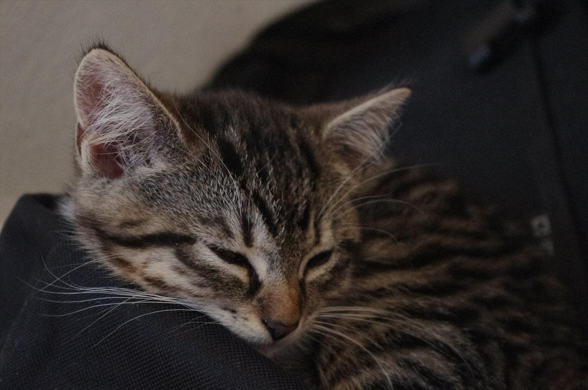 Blanding af racer Møllerhusets "Gråmis" *SOLGT* - Gråmis' foretrukne soveplads: En gammel rygsæk billede 9