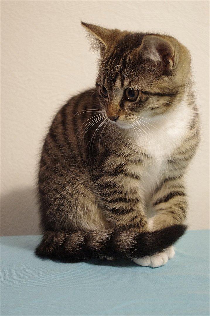 Blanding af racer Møllerhusets "Gråmis" *SOLGT* - Gråmis til fotografen billede 10