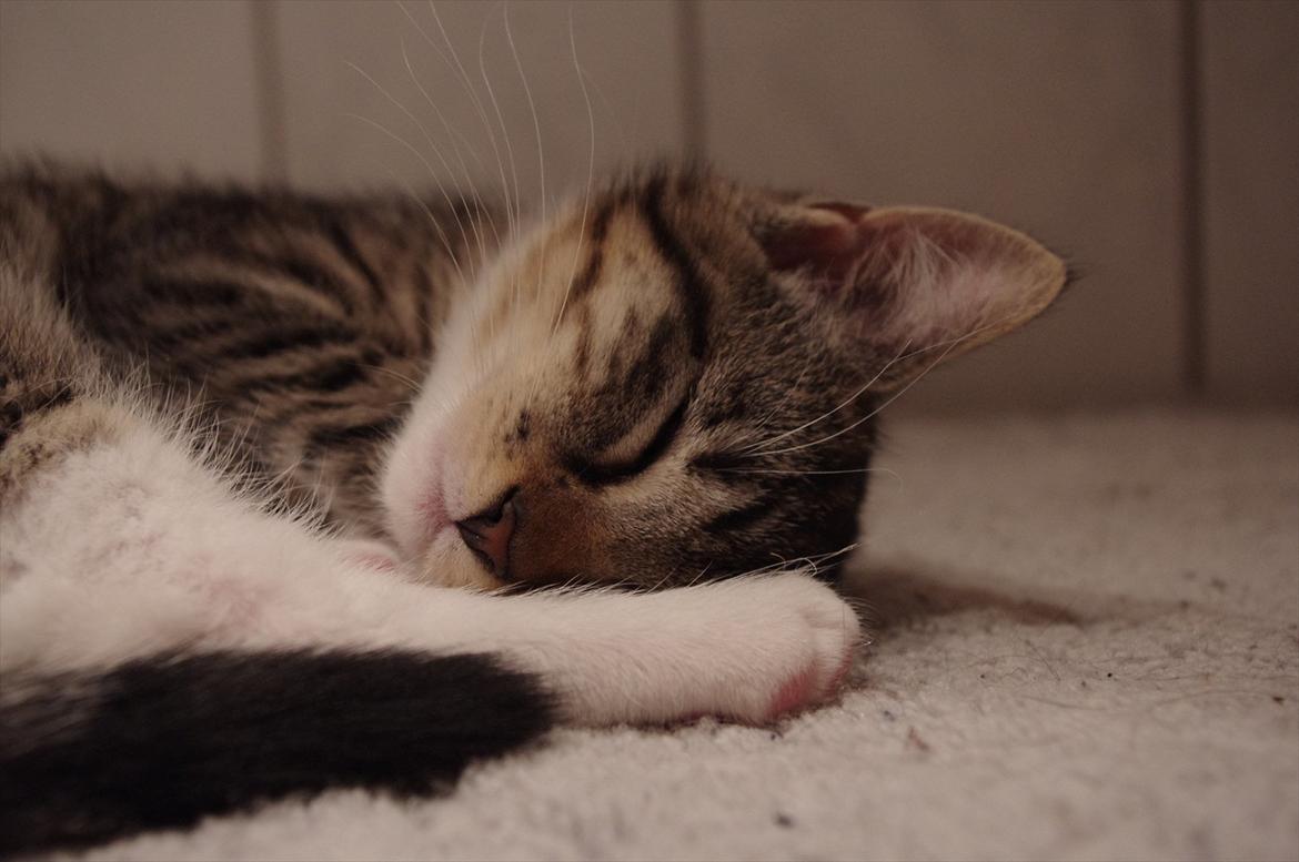 Blanding af racer Møllerhusets "Gråmis" *SOLGT* - Der eer ikke noget bedre end at sove på en måtte, på et varmt badeværelsesgulv! billede 11