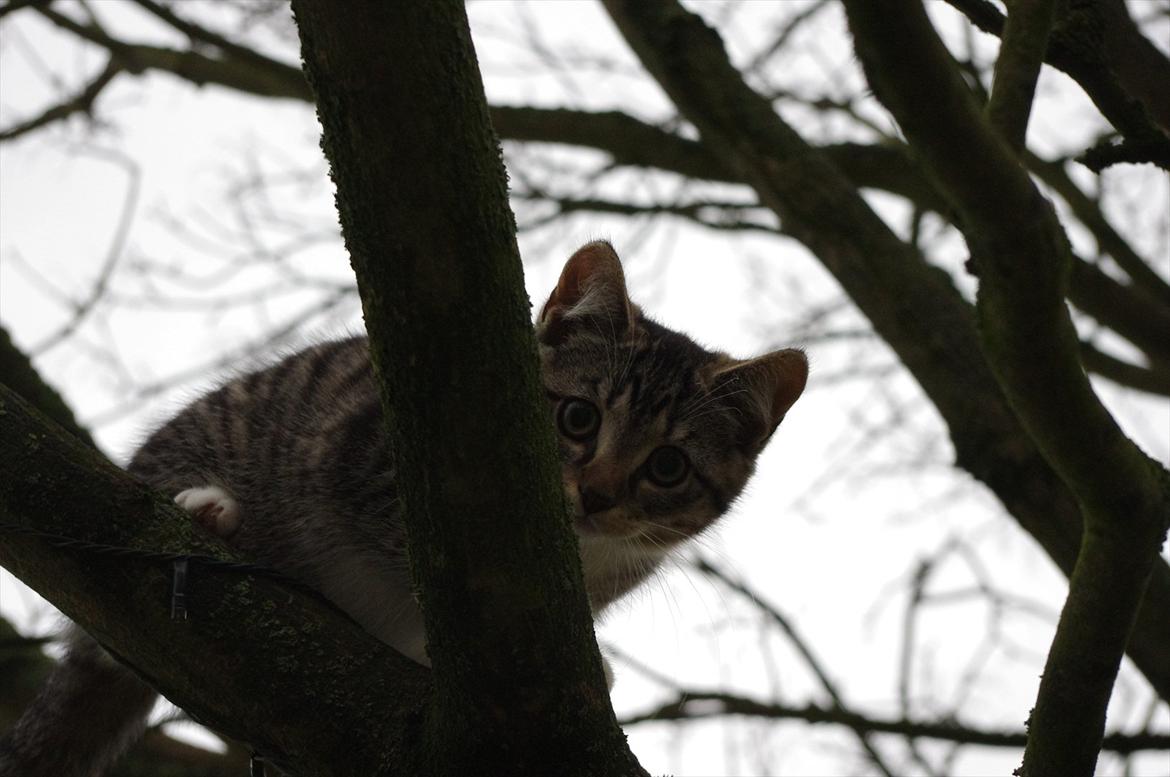 Blanding af racer Møllerhusets "Gråmis" *SOLGT* - Gråmis i træet billede 4