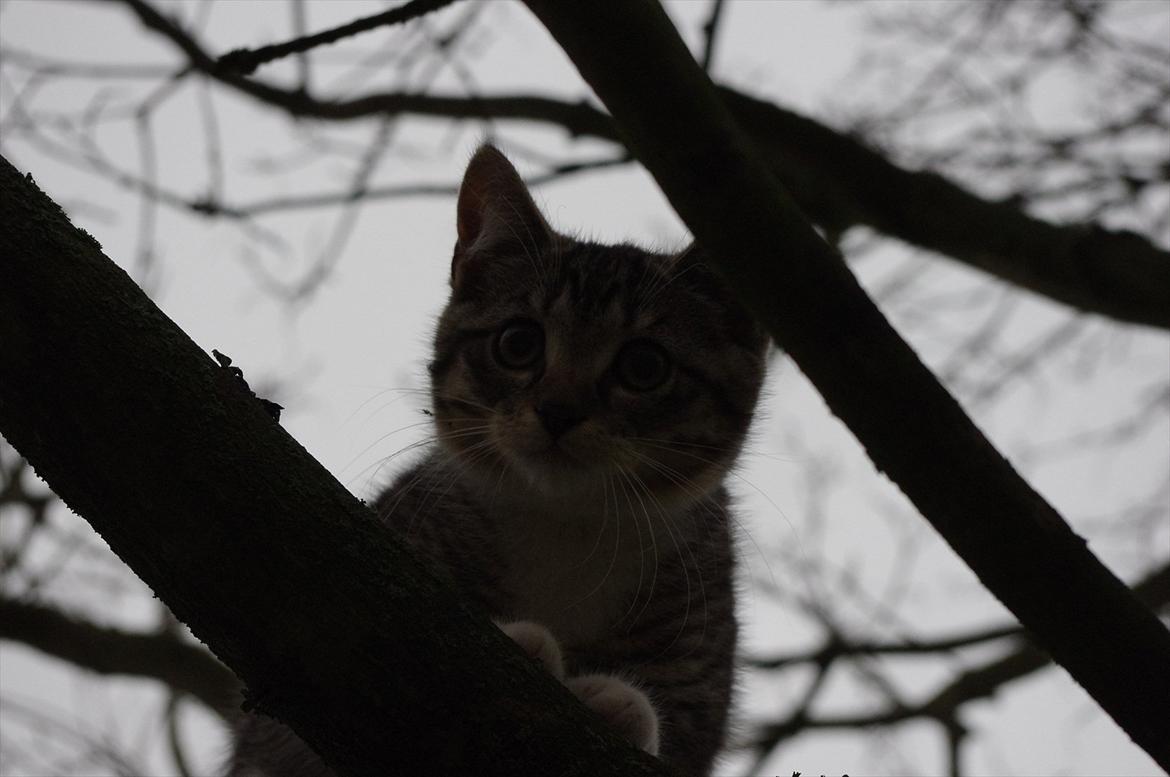 Blanding af racer Møllerhusets "Gråmis" *SOLGT* - Sagde du klatremis? billede 12