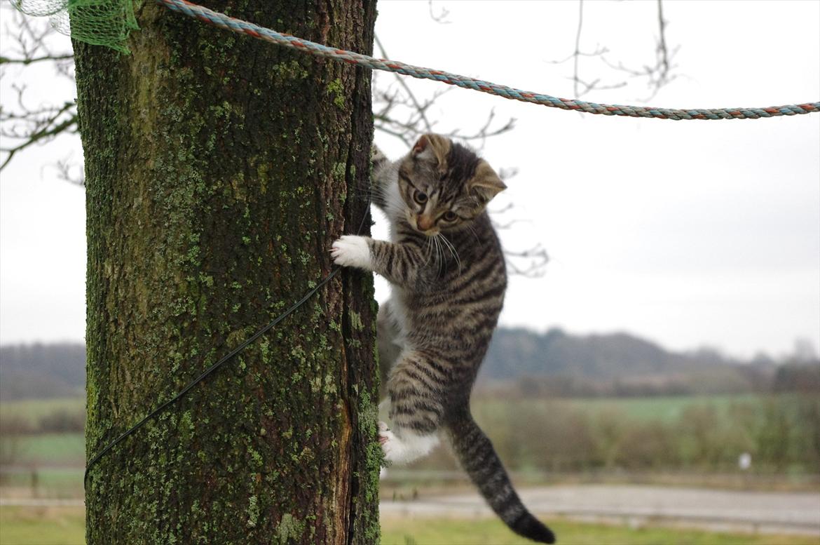 Blanding af racer Møllerhusets "Gråmis" *SOLGT* - På vej ned fra træet, dygtig mis! billede 13