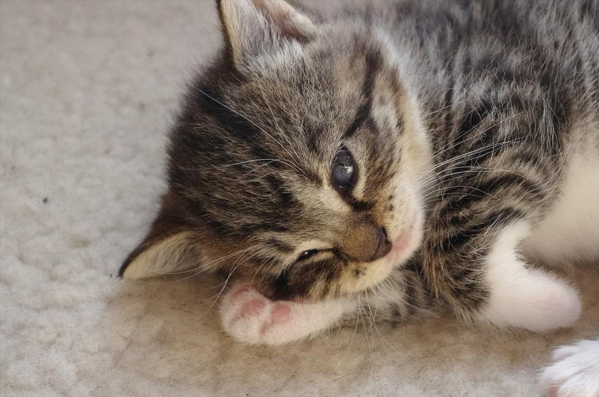 Blanding af racer Møllerhusets "Gråmis" *SOLGT* - Godt med en lille pote hovedpude :) billede 14