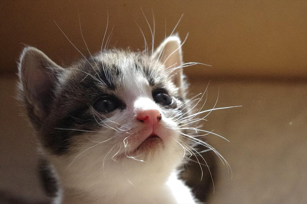 Blanding af racer Møllerhusets "Kransemis" *SOLGT* - Skarpere bliver billedet ikke! ;) billede 1