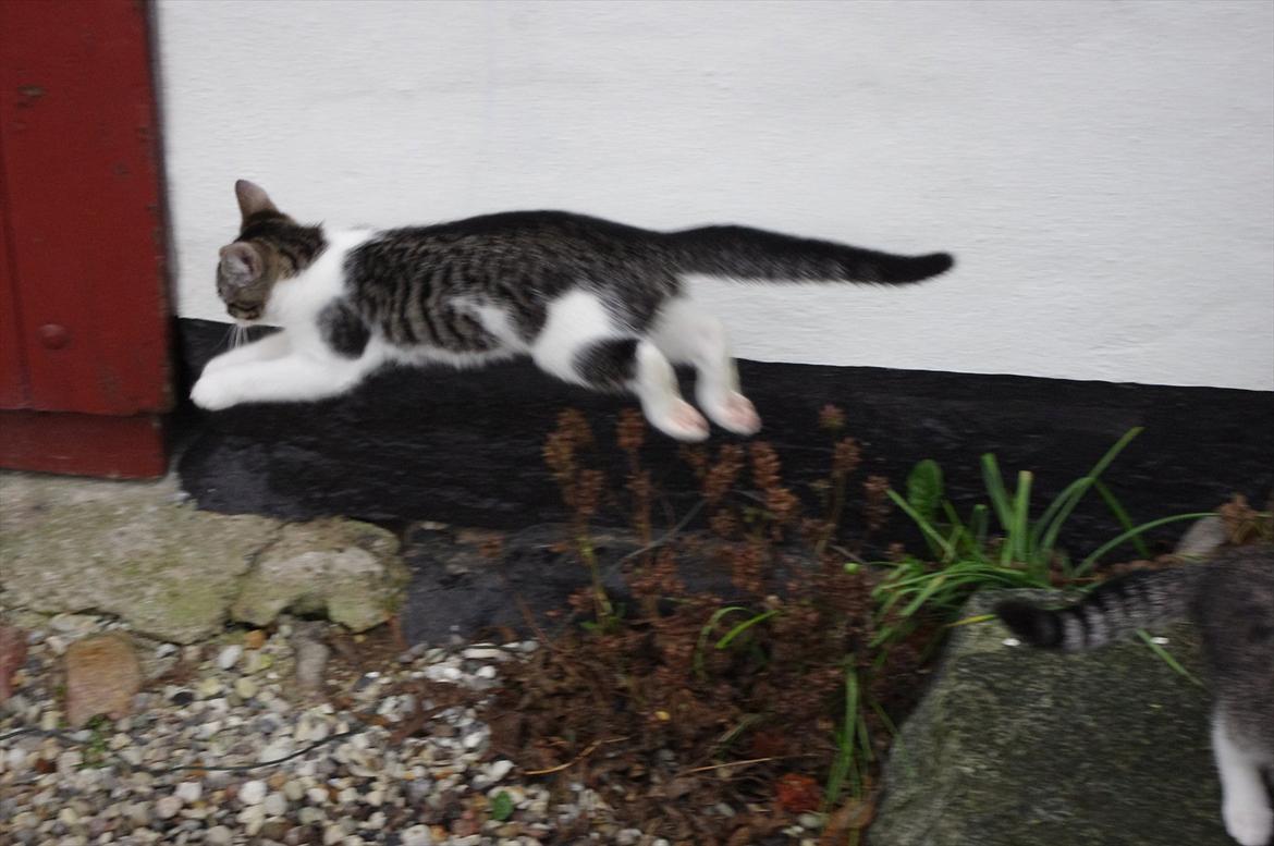 Blanding af racer Møllerhusets "Kransemis" *SOLGT* - Hop-mis :) billede 2