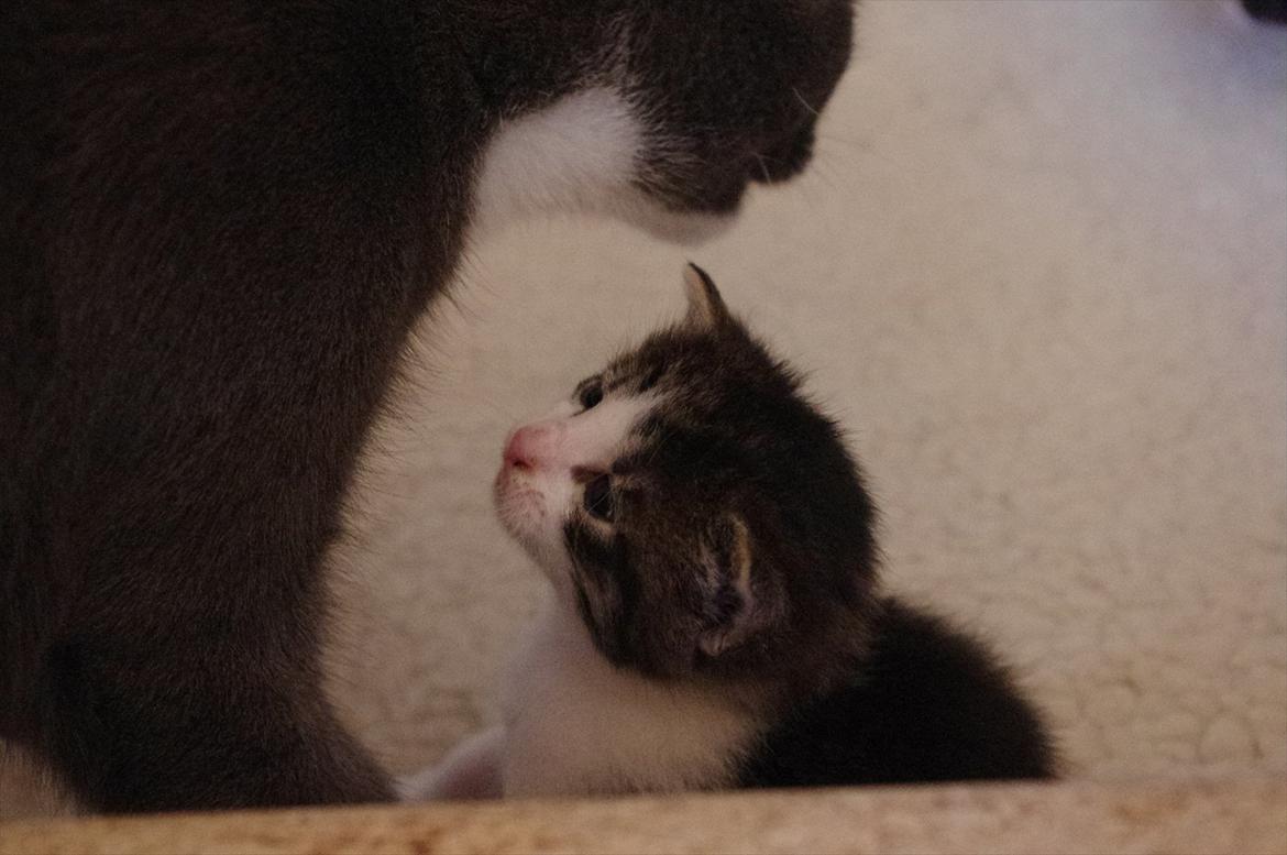 Blanding af racer Møllerhusets "Kransemis" *SOLGT* - Kranse er mor-syg :D billede 3