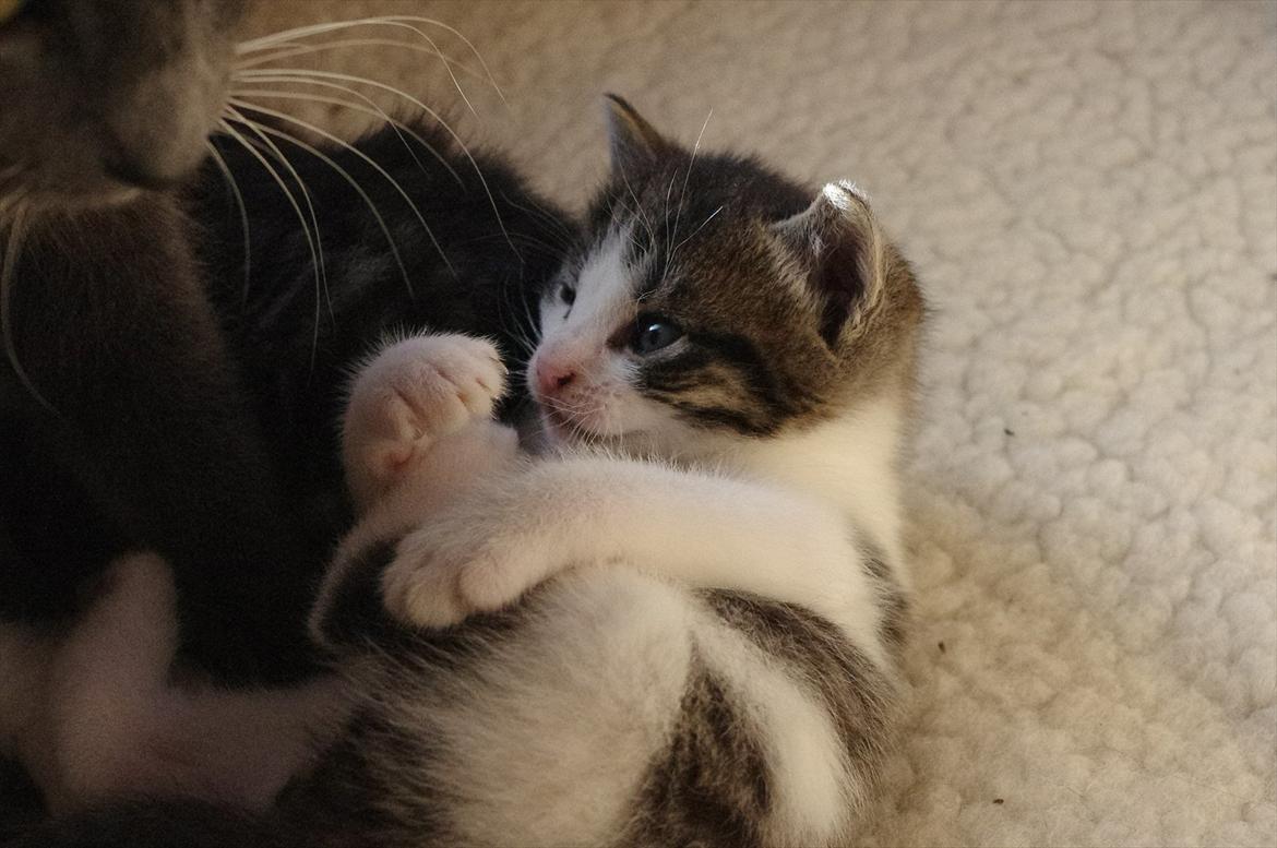 Blanding af racer Møllerhusets "Kransemis" *SOLGT* - "Jaa, det er min fod!" :D billede 4