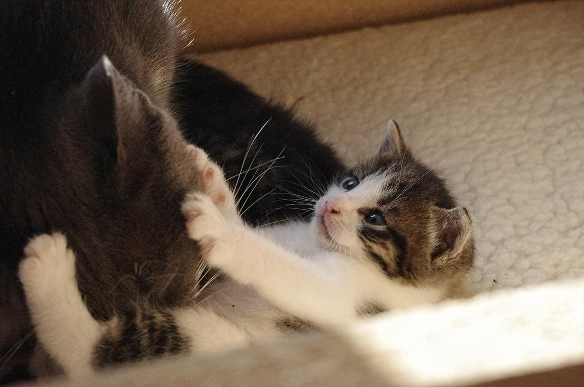 Blanding af racer Møllerhusets "Kransemis" *SOLGT* - "Arj, gå væk mor!" :) billede 6