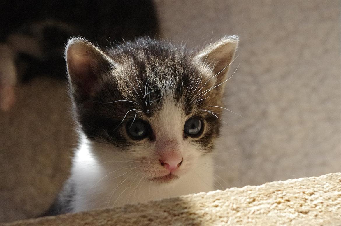 Blanding af racer Møllerhusets "Kransemis" *SOLGT* - Kranse kigger. billede 7