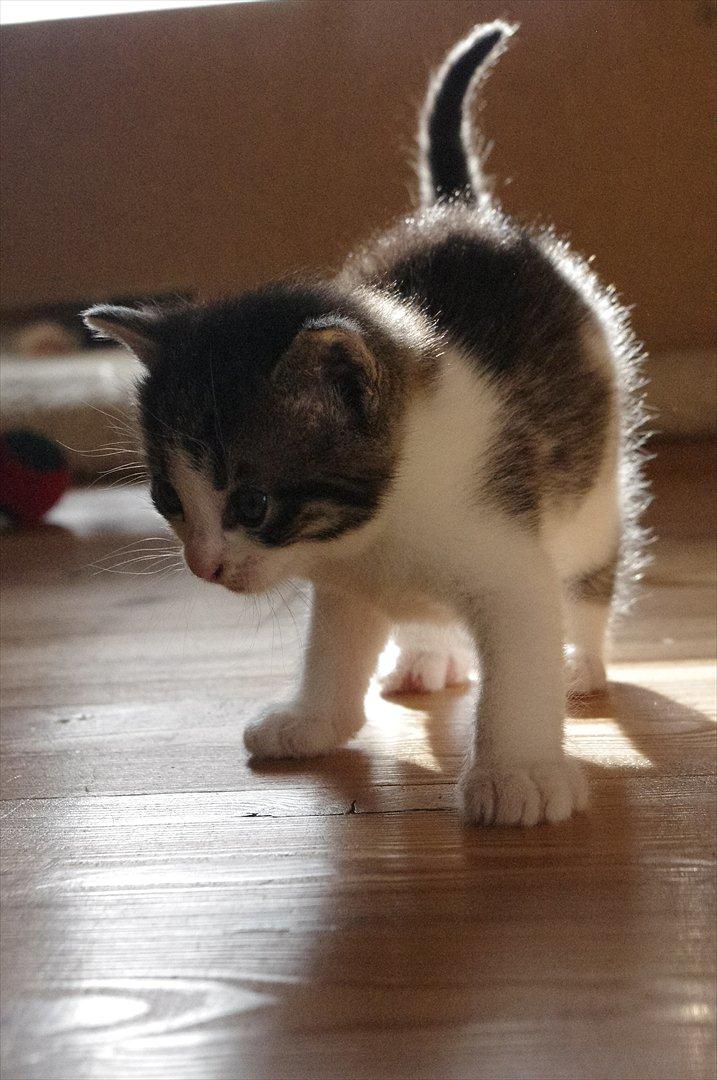 Blanding af racer Møllerhusets "Kransemis" *SOLGT* - Kranse udenfor kassen. billede 9