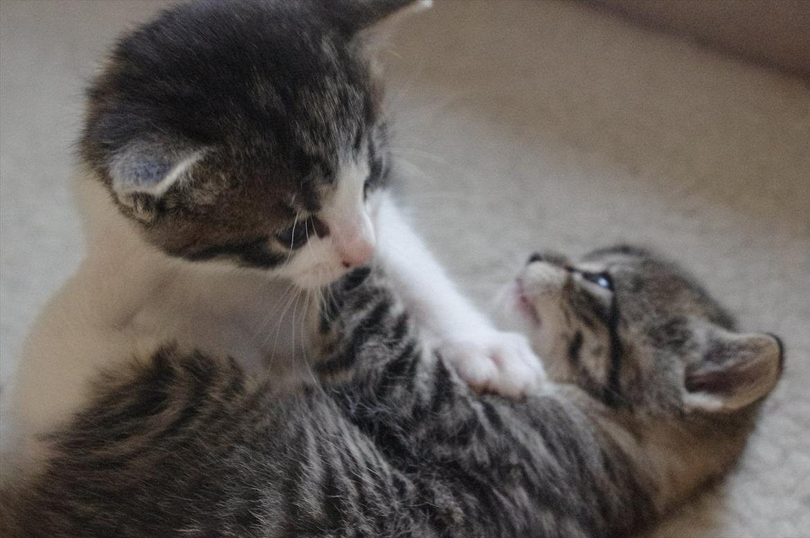 Blanding af racer Møllerhusets "Kransemis" *SOLGT* - Kranse tæsker Gråmis  billede 10