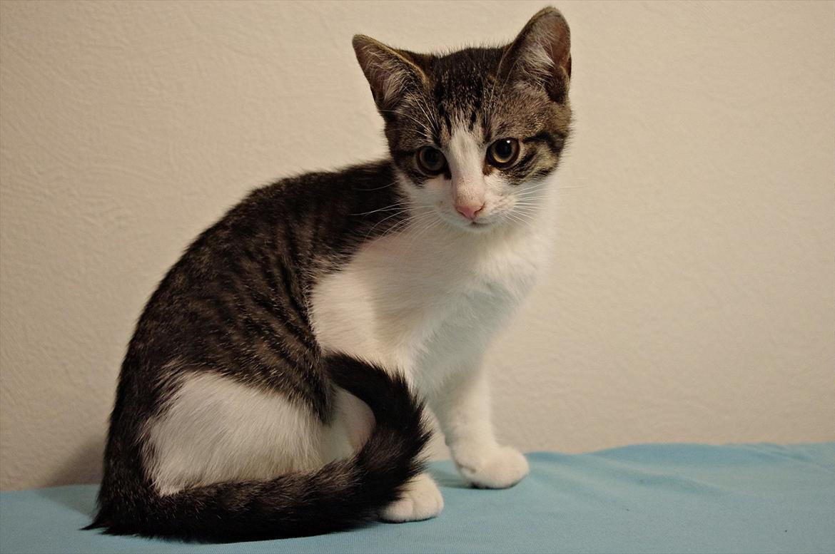 Blanding af racer Møllerhusets "Kransemis" *SOLGT* - Kranse til fotografen billede 5