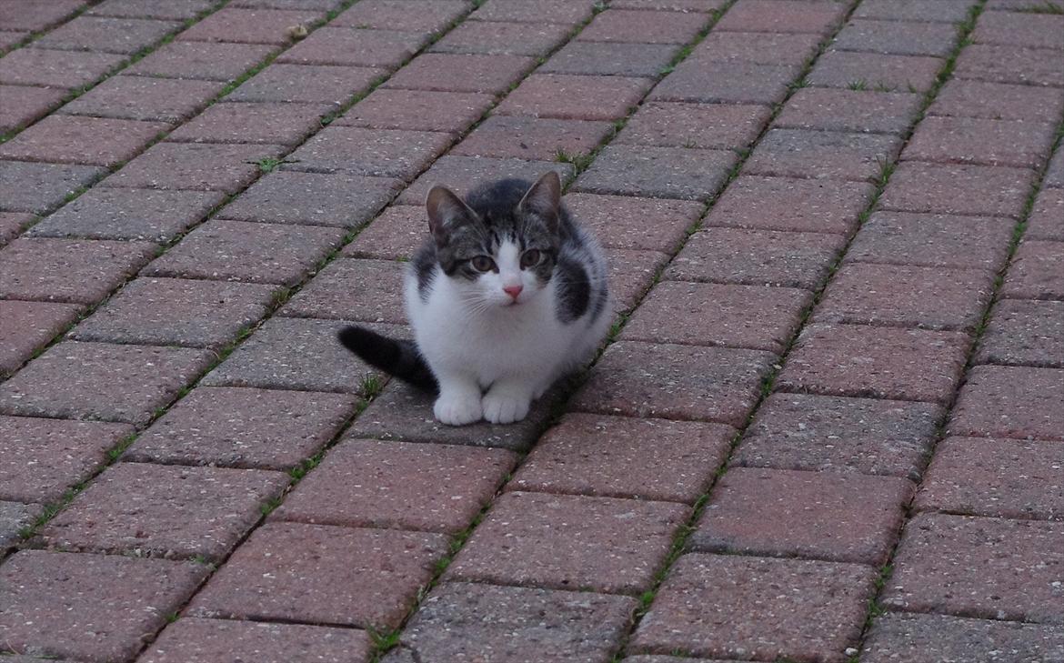 Blanding af racer Møllerhusets "Kransemis" *SOLGT* - Kranse ude på terassen billede 11