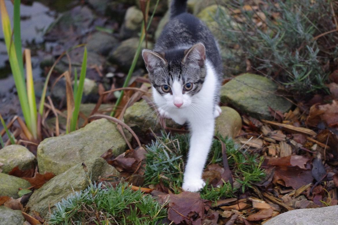 Blanding af racer Møllerhusets "Kransemis" *SOLGT* - Kranse ude ved fiskebassinet billede 8