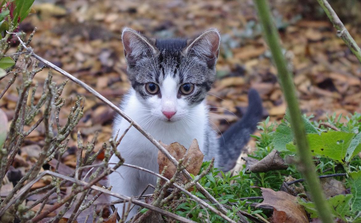 Blanding af racer Møllerhusets "Kransemis" *SOLGT* - Kranse i blomsterbedet billede 12