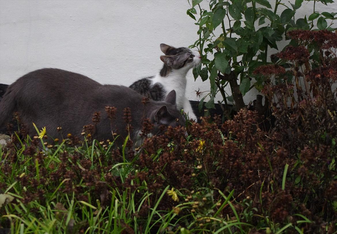 Blanding af racer Møllerhusets "Kransemis" *SOLGT* - Kranse og Mille blandt blomster :) billede 13