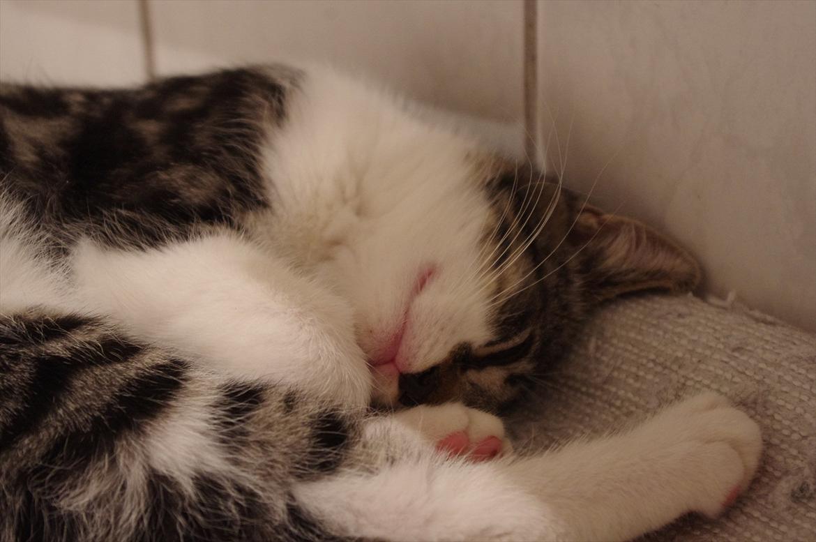 Blanding af racer Møllerhusets "Langhår" - Langhår sover på badeværelset :-) billede 3